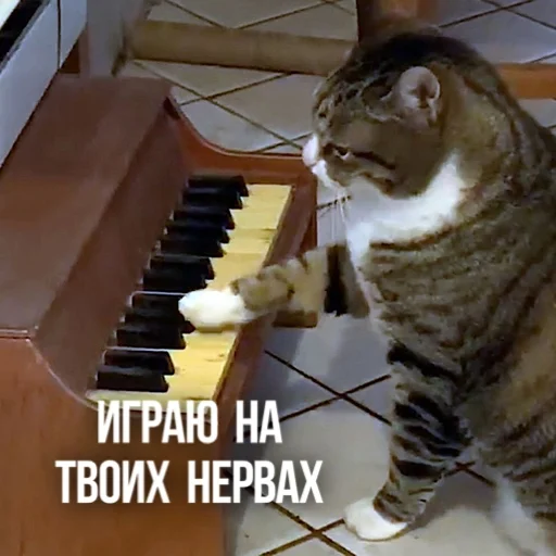 🎹 Стикер «Kittydogs» для Telegram