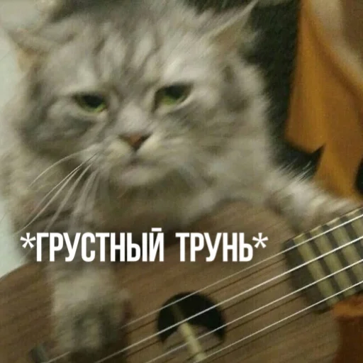 ☹️ Стикер «Kittydogs» для Telegram