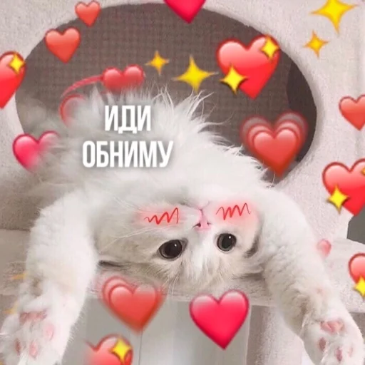 🫂 Стикер «Kittydogs» для Telegram