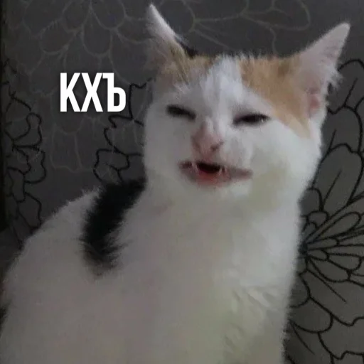 😬 Стикер «Kittydogs» для Telegram