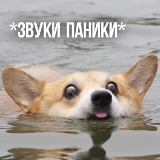 😳 Стикер «Kittydogs» для Telegram