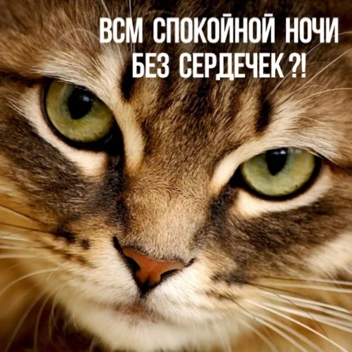 🛏 Стикер «Kittydogs» для Telegram