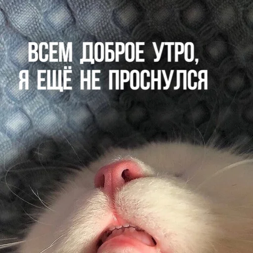 🌞 Стикер «Kittydogs» для Telegram