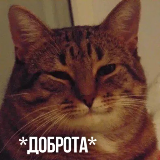 ☺️ Стикер «Kittydogs» для Telegram