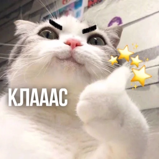 👍 Стикер «Kittydogs» для Telegram