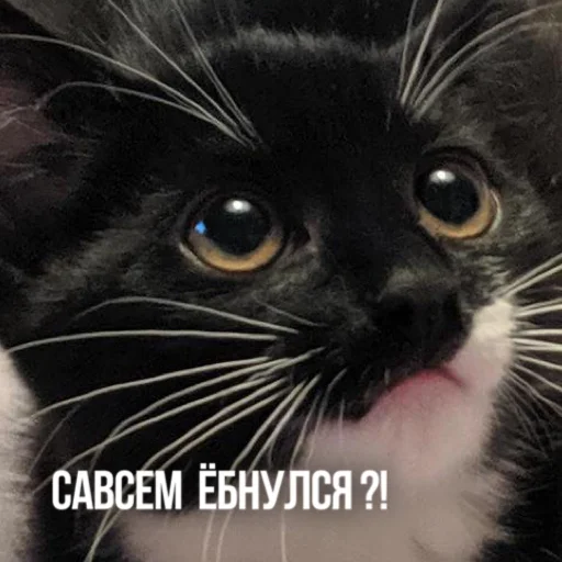 🙄 Стикер «Kittydogs» для Telegram