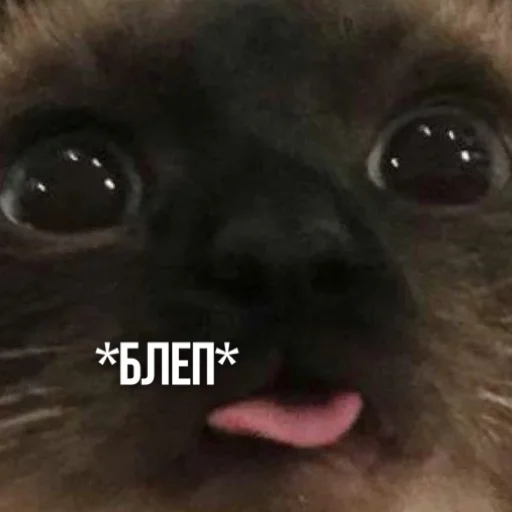 😝 Стикер «Kittydogs» для Telegram