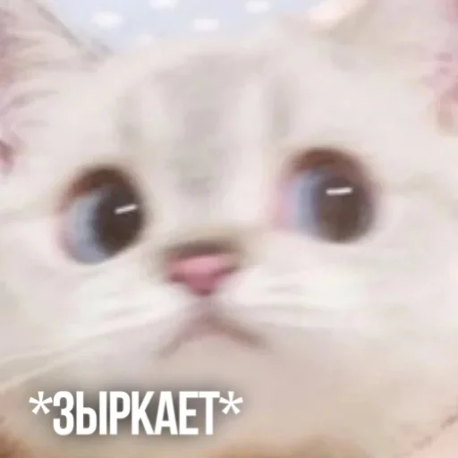 👀 Стикер «Kittydogs» для Telegram