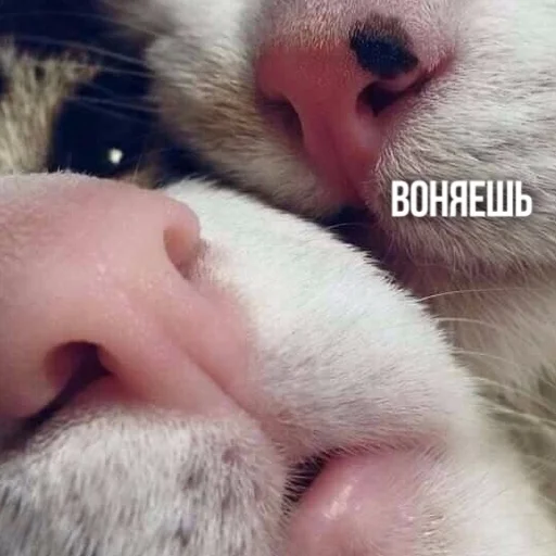 😐 Стикер «Kittydogs» для Telegram