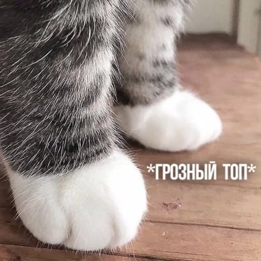 😾 Стикер «Kittydogs» для Telegram