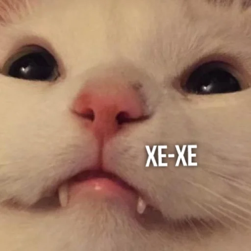 😄 Стикер «Kittydogs» для Telegram