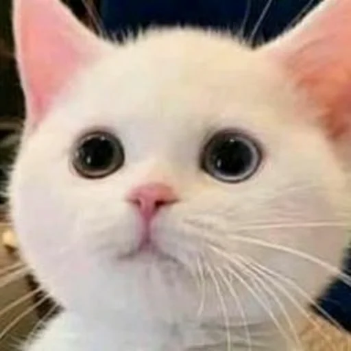 🙂 Стикер «Kittydogs» для Telegram