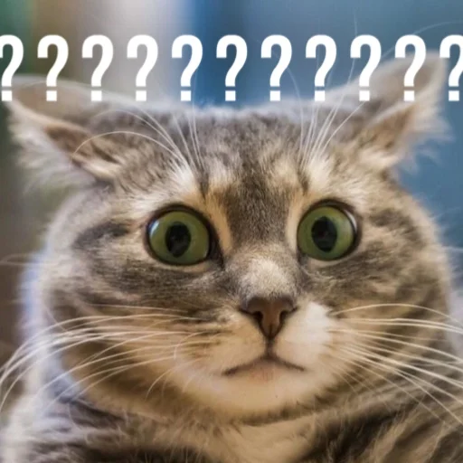 🤔 Стикер «Kittydogs» для Telegram