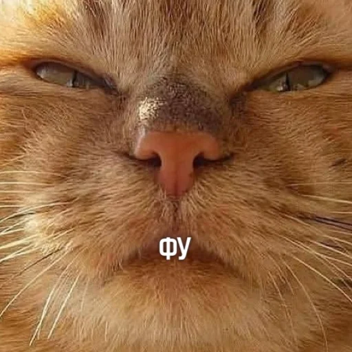😑 Стикер «Kittydogs» для Telegram