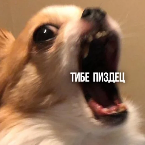 🤬 Стикер «Kittydogs» для Telegram