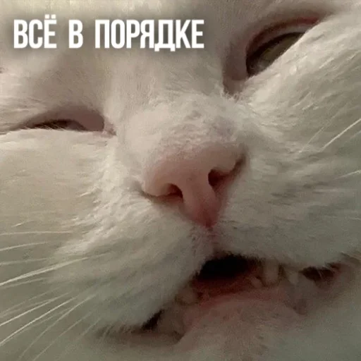 🥴 Стикер «Kittydogs» для Telegram