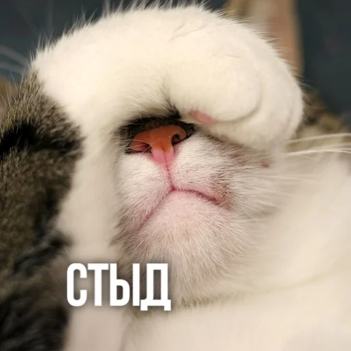 🙈 Стикер «Kittydogs» для Telegram