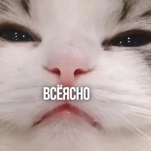 😑 Стикер «Kittydogs» для Telegram