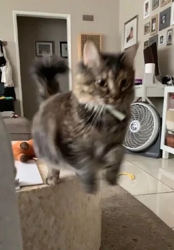 🐰 Стикер «kitty NDY» для Telegram