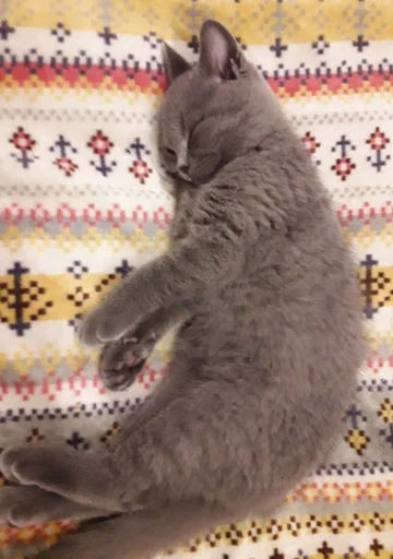 🐰 Стикер «kitty NDY» для Telegram