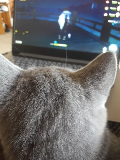 🐰 Стикер «kitty NDY» для Telegram