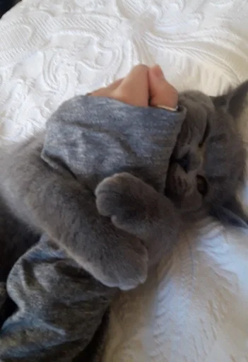 🐰 Стикер «kitty NDY» для Telegram