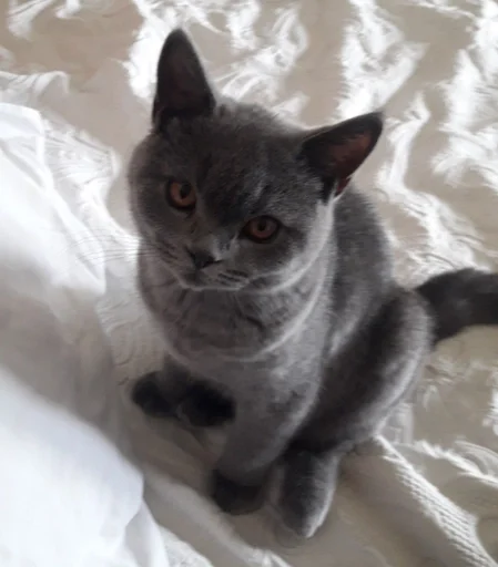 🐰 Стикер «kitty NDY» для Telegram