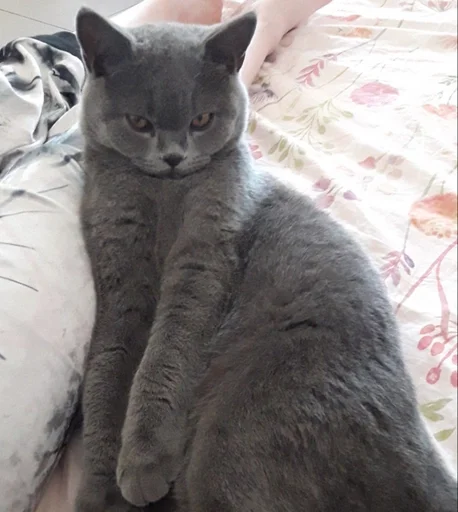 🗿 Стикер «kitty NDY» для Telegram