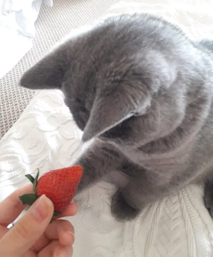 🐰 Стикер «kitty NDY» для Telegram
