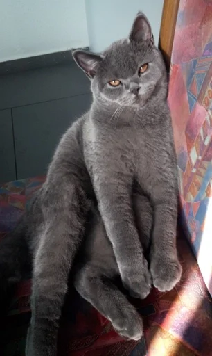 😕 Стикер «kitty NDY» для Telegram
