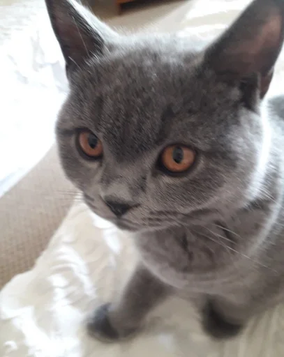 🐰 Стикер «kitty NDY» для Telegram