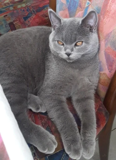 🗿 Стикер «kitty NDY» для Telegram