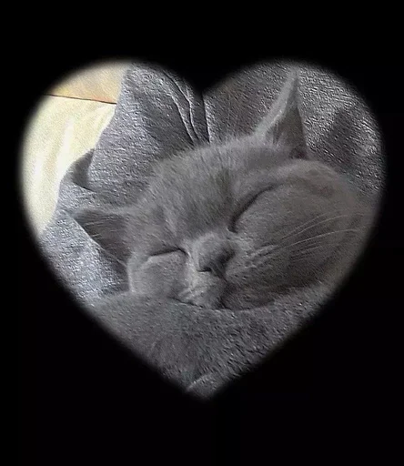 🐰 Стикер «kitty NDY» для Telegram
