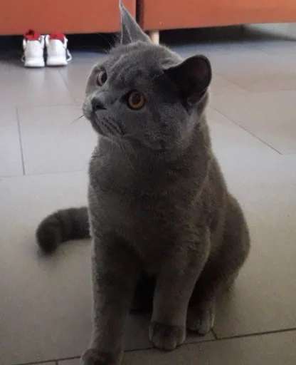🧐 Стикер «kitty NDY» для Telegram