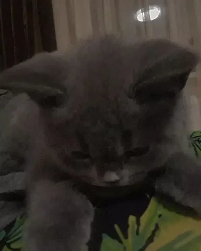 😪 Стикер «kitty NDY» для Telegram