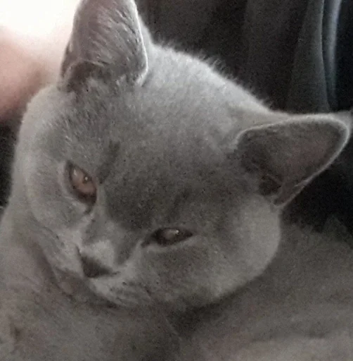 🐰 Стикер «kitty NDY» для Telegram