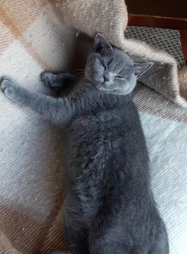🐰 Стикер «kitty NDY» для Telegram