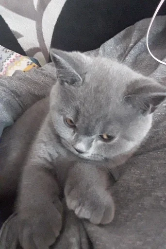 🐰 Стикер «kitty NDY» для Telegram