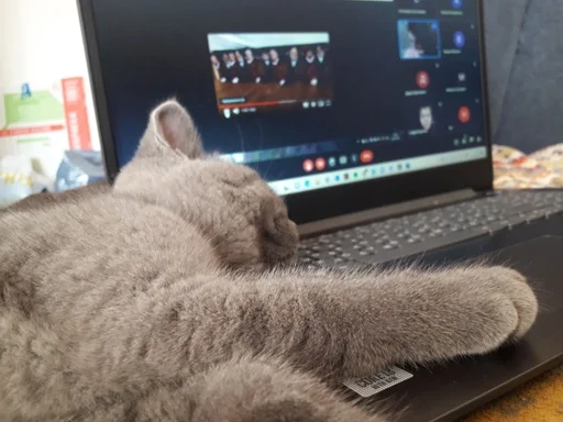🐰 Стикер «kitty NDY» для Telegram