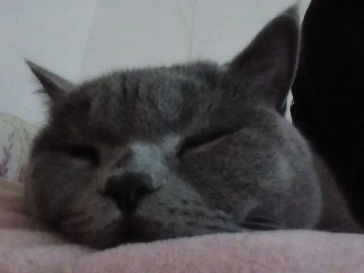 🐰 Стикер «kitty NDY» для Telegram