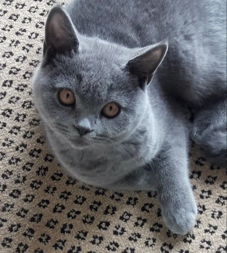 🐰 Стикер «kitty NDY» для Telegram