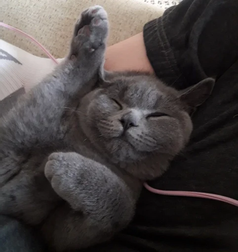 🐰 Стикер «kitty NDY» для Telegram