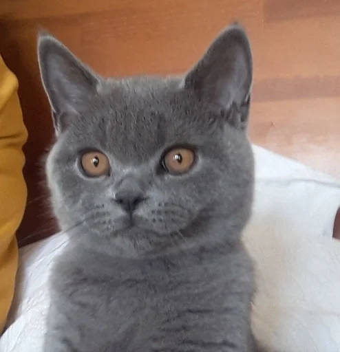 🐰 Стикер «kitty NDY» для Telegram