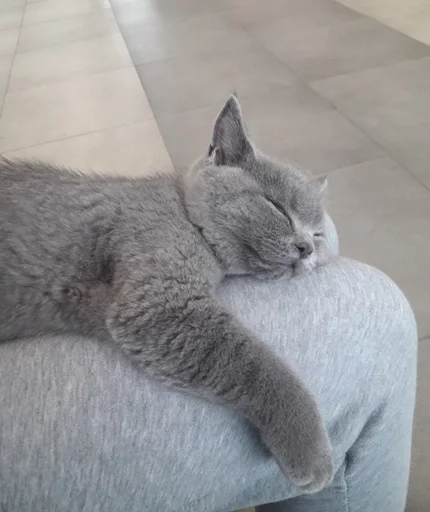 🐰 Стикер «kitty NDY» для Telegram