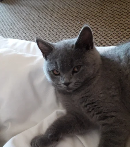 🐰 Стикер «kitty NDY» для Telegram