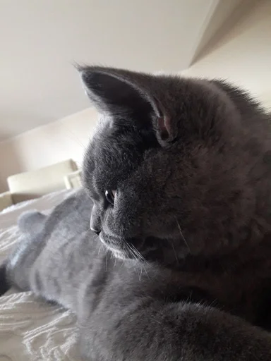 🐰 Стикер «kitty NDY» для Telegram