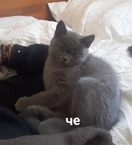 🤨 Стикер «kitty NDY» для Telegram
