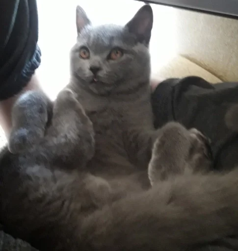 🐰 Стикер «kitty NDY» для Telegram