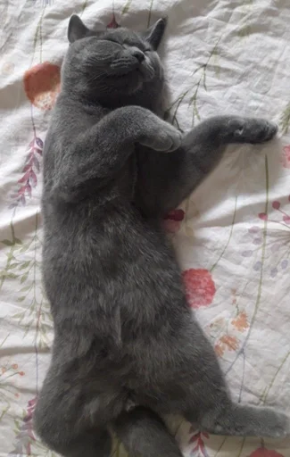 💃 Стикер «kitty NDY» для Telegram