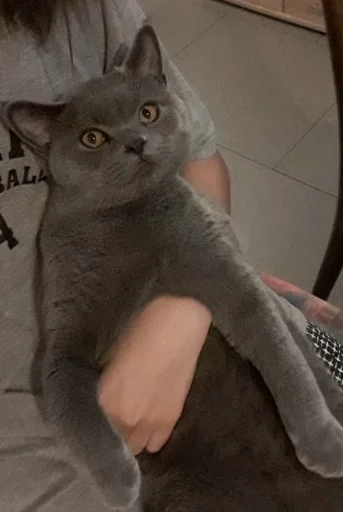 🐰 Стикер «kitty NDY» для Telegram